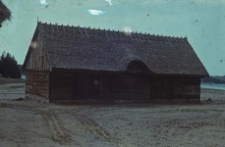 Chlew zrębowy z "wolim okiem" z Radunia