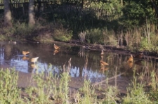 Ujęcie przyrodnicze (kury) - Grabowo