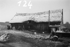 Chlew zrębowy - Raduń [1]