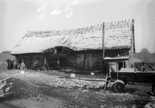 Chlew zrębowy - Raduń [2]