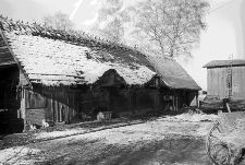 Chlew zrębowy - Sominy [2]