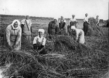 Wiązanie i stawianie snop&oacute;w żyta