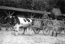 Zaprzęg byk&oacute;w przy wozie drabiniastym