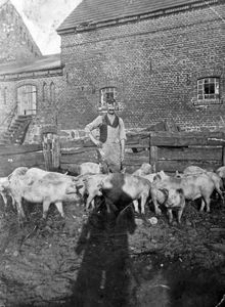 Pan Gliefe (dziadek Elfriedy Grudzień) na wybiegu dla świń