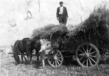 Załadunek snop&oacute;w żyta