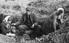 Przebieranie ziemniaków przy kopcu