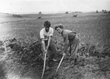 Prace melioracyjne na łąkach