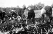 Wykopki w gospodarstwie Jana Uzara