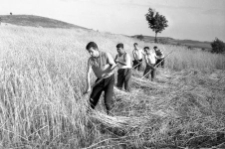 Swath mowing on the farm of Edward Wysocki