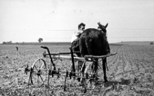 Jerzy Ziarnik, kierownik gospodarstwa Kukowo, podczas prac polowych