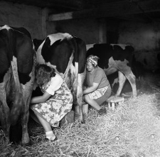 Milking cows on the farm of Henryk Cekała