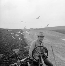 Orka zimowa w PGR-ze ciągnikiem DT, tzw. stalinowcem