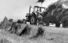 Hauling grain on the farm of Franciszek Kapiszka