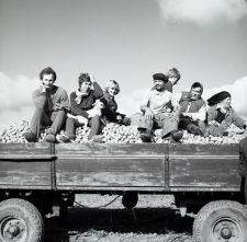 Transport ziemniak&oacute;w w gospodarstwie Henryka Cekały