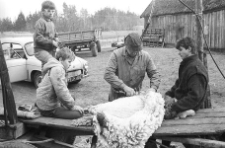 Fleece removal from a sheep on the farm of Franciszek Kłonczyński