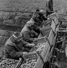 Sadzenie ziemniaków w SHR w Jezierzycach