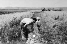 Edward Kaczmarczyk with his son Andrzej while tying sheaves by hand