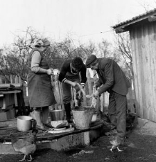Ub&oacute;j świni w gospodarstwie Anastazji i Henryka Cekał&oacute;w