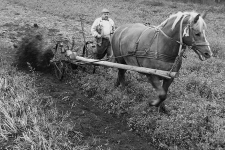 Mieczysław Szewczyk podczas kopania ziemniak&oacute;w kopaczką konną