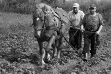 Redlenie ziemniak&oacute;w. Od lewej: Waldemar Zywar, Mieczysław Szewczyk