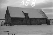 Chlew zrębowy - Wdzydze Kiszewskie [1]