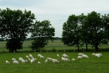 Goat grazing in Swołowo