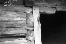 Stodoła - Szablewo [10]