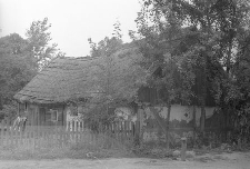 Chlew szkieletowy - Wysin