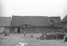 Chlew zrębowy - Przytarnia