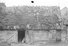 Chlew zrębowy - G&oacute;rki