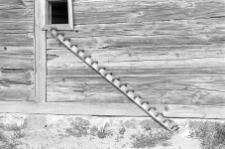 Drabinka dla kur - Gowidlino