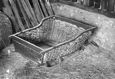 Wasąg pleciony - Mezowo