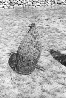 Wiersza wiklinowa - Czarlina [1]