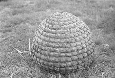 Ul słomiany - Czarlina