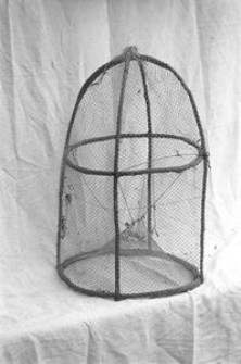 Więcierz siatkowy - Wdzydze