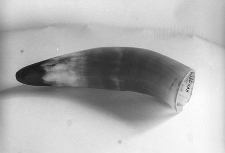 R&oacute;g do obr&oacute;bki dobrany ze względu na kolorystykę