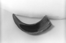 Przekr&oacute;j podłużny rogu