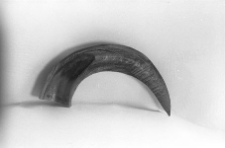 Przekr&oacute;j podłużny rogu