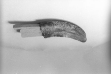 R&oacute;g spłaszczony na formie