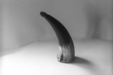 Tabakierka rogowa w kształcie rożka