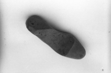 Kopyto szewskie, bez podpicia, drewniane, do lewego buta