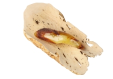 Odpoczywający kaszalot