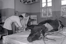 Lecznica w Miastku - krowa poddana operacji