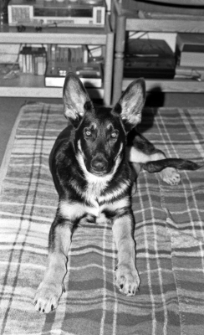 Muhtar - pies Jadwigi Girsy-Zimny