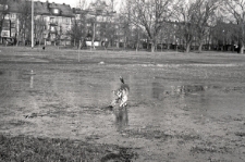 Pies Jadwigi Girsy-Zimny - Muhtar