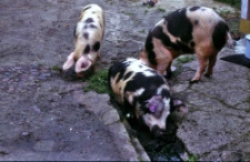 Swołowo - ch&oacute;w złotnickiej pstrej