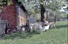 Swołowo - ch&oacute;w k&oacute;z